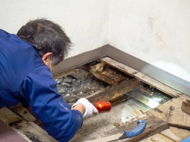 Professional Mold Removal in Wentzville, MO