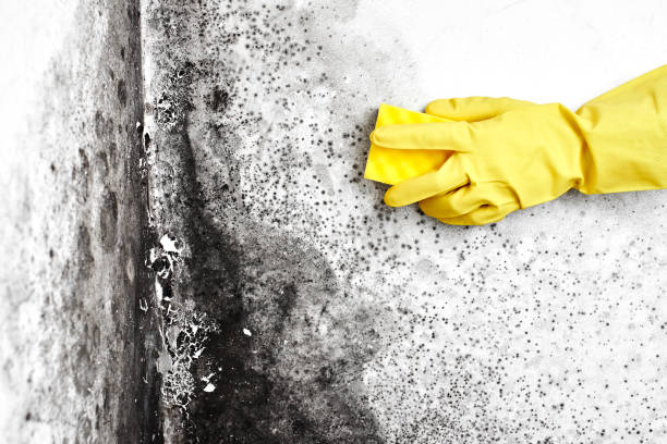 Best Mold Inspection  in Wentzville, MO