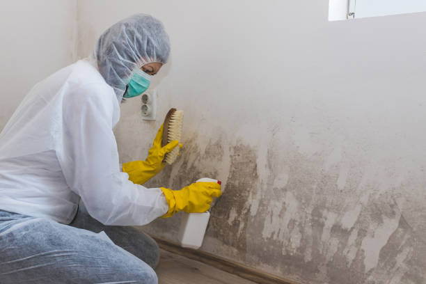 Mold Removal and Inspection in Wentzville, MO