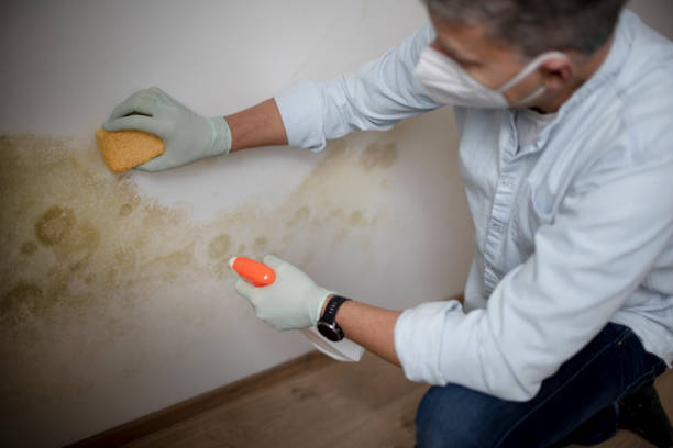 Best Mold Removal Specialists  in Wentzville, MO