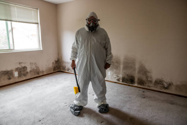 Best Best Mold Removal Companies  in Wentzville, MO
