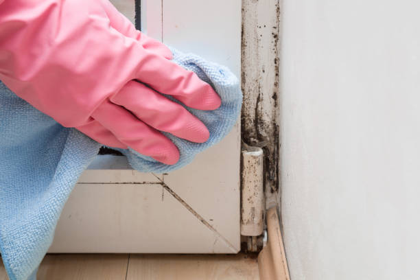 Best Home Mold Removal  in Wentzville, MO